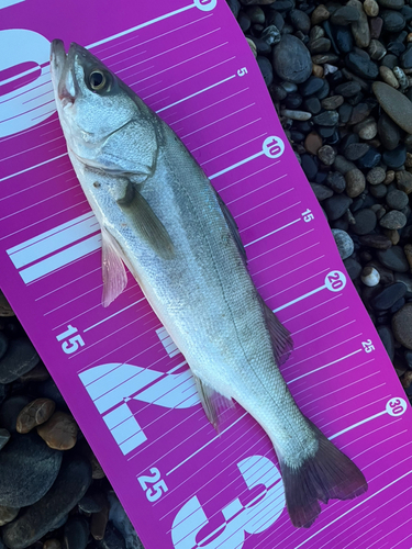 セイゴ（マルスズキ）の釣果