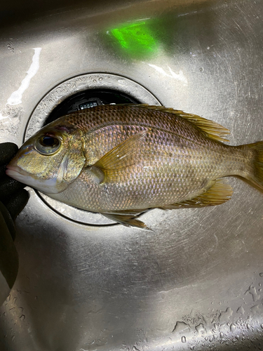 シロダイの釣果