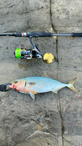 ワカシの釣果