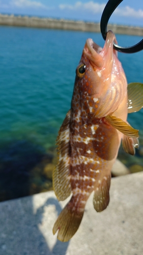 キジハタの釣果