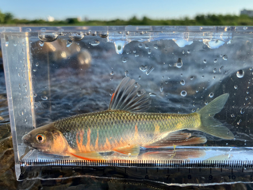 オイカワの釣果