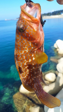 キジハタの釣果