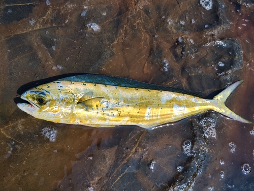 シイラの釣果