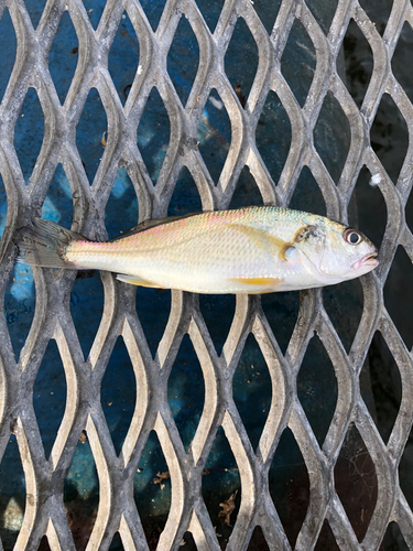 イシモチの釣果