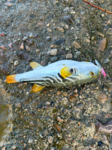 シマフグの釣果