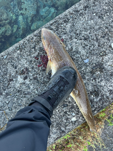 エソの釣果