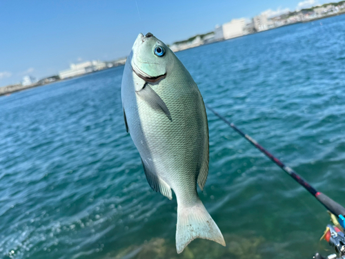 メジナの釣果