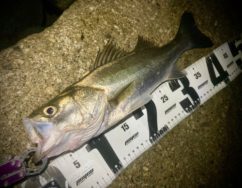 シーバスの釣果