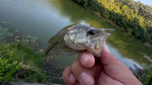 ブラックバスの釣果