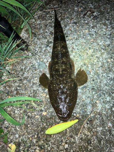 マゴチの釣果