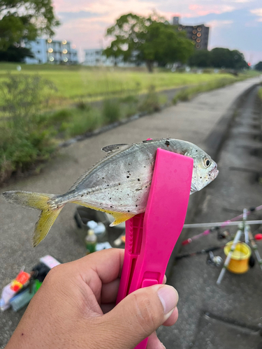 メッキの釣果