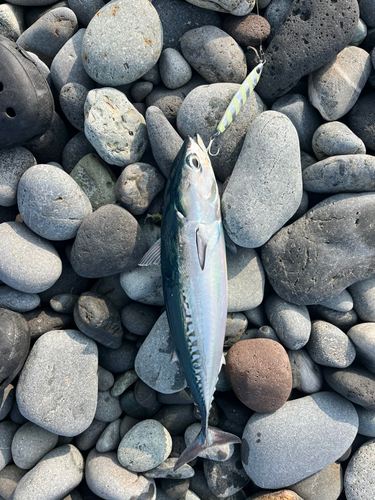 ソウダガツオの釣果