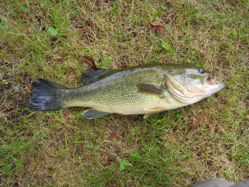 ラージマウスバスの釣果