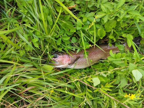 ニジマスの釣果