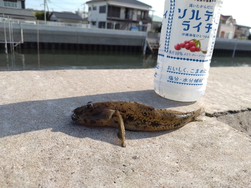 ウロハゼの釣果