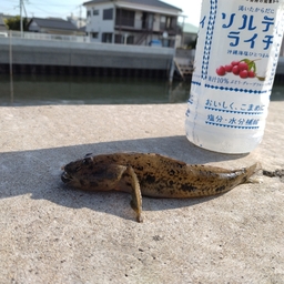 ウロハゼ