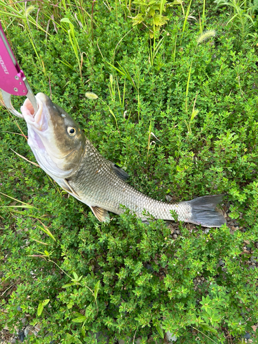 ニゴイの釣果