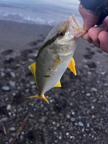 ショゴの釣果