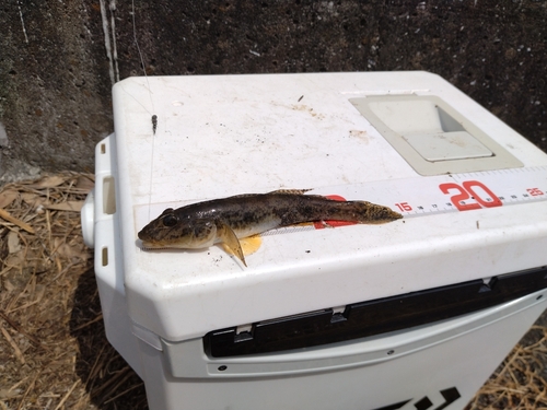 マハゼの釣果