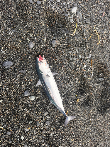 ソウダガツオの釣果