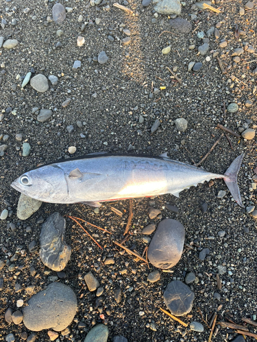 ソウダガツオの釣果