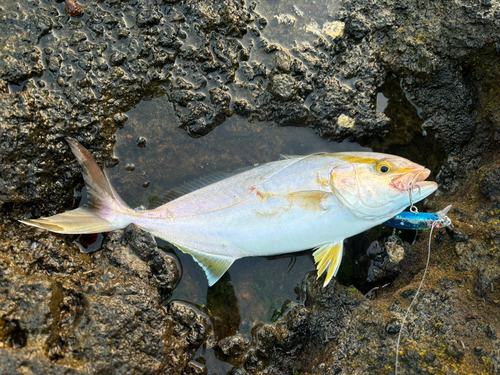 ネリゴの釣果