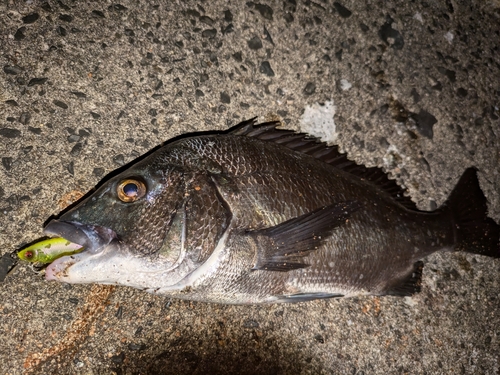 クロダイの釣果