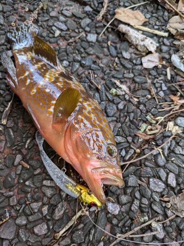 キジハタの釣果