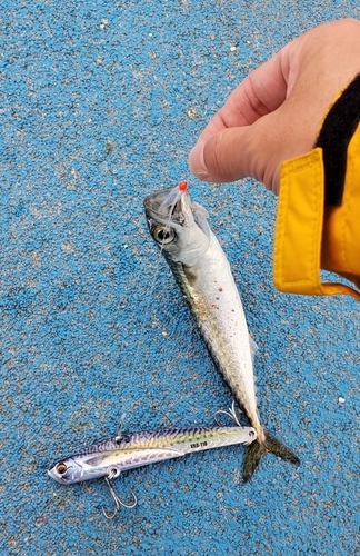 サバの釣果