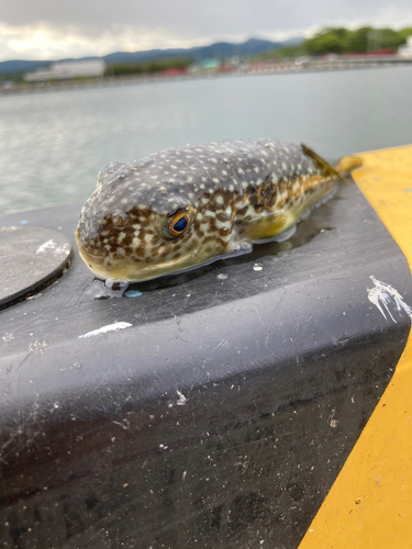 クサフグの釣果