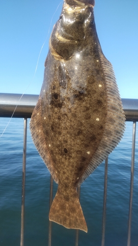 ヒラメの釣果