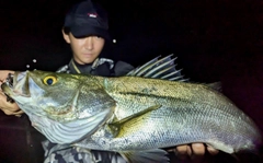 スズキの釣果