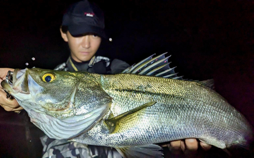 スズキの釣果