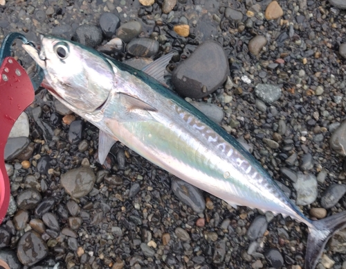 ソウダガツオの釣果