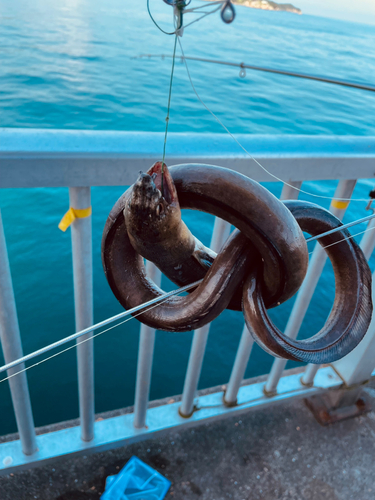 ウミヘビの釣果