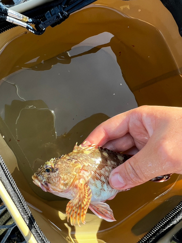 カサゴの釣果