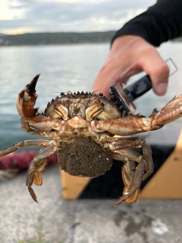 ワタリガニの釣果