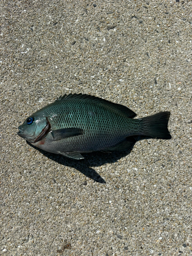 クロの釣果