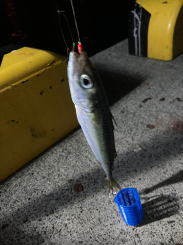 サバの釣果