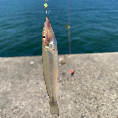 シロギスの釣果