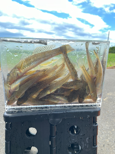 マハゼの釣果