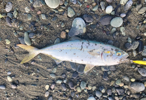 ワカシの釣果