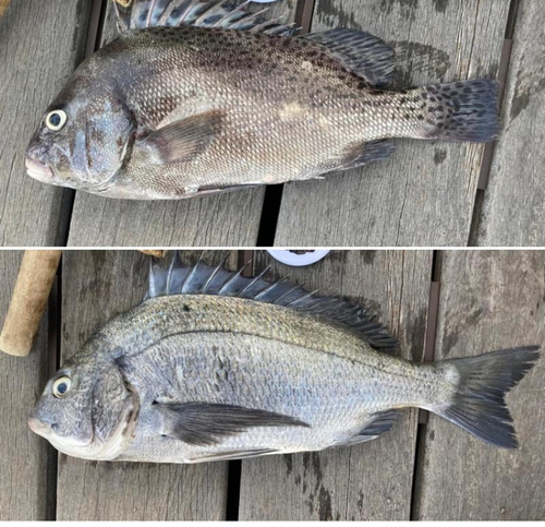 クロダイの釣果