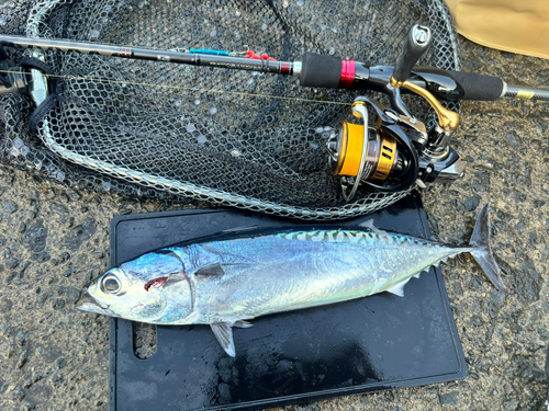 マルソウダの釣果