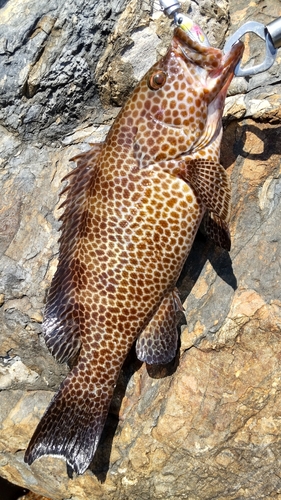 オオモンハタの釣果