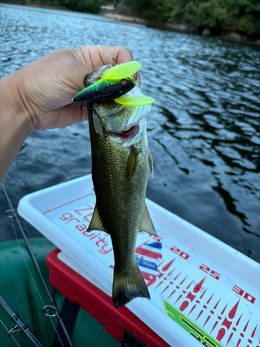 ラージマウスバスの釣果