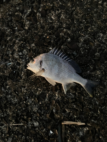 キビレの釣果