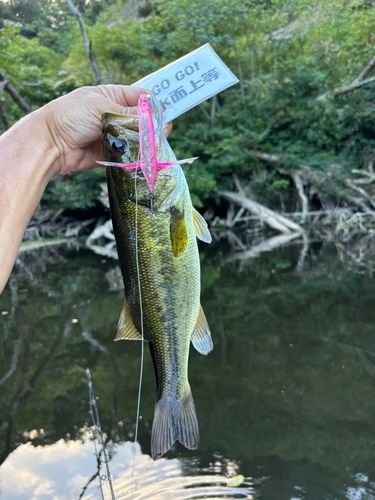 ラージマウスバスの釣果