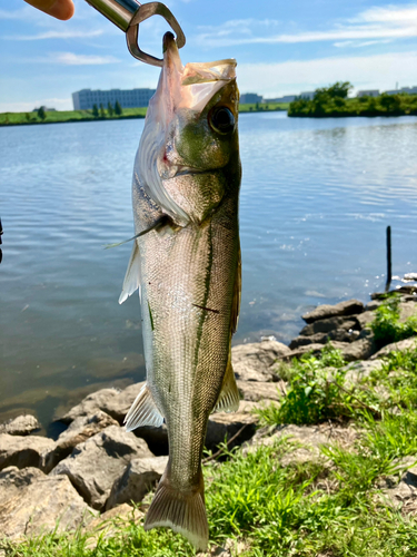 フッコ（マルスズキ）の釣果