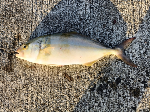 ショゴの釣果